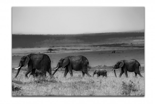 Leinwandbild Wandbild Afrika Safari Elefanten Landschaften Schwarzweiß