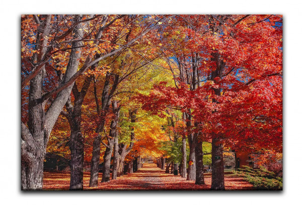 Leinwandbild Wandbild Herbst Wald Bäume