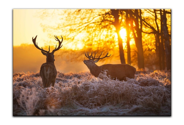 Leinwandbild Wandbild Tiere Hirsch Natur