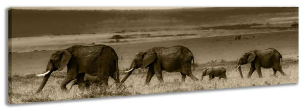 Leinwandbild Wandbild Panorama Afrika Safari Elefanten