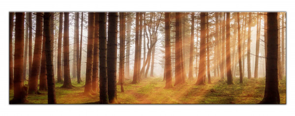 Leinwandbild Wandbild Herbst Bäume Wald Sonnenstrahlen