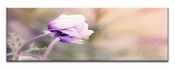 Leinwandbild Wandbild Panorama Pflanze Blume