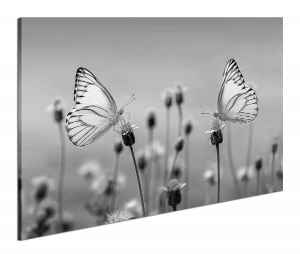 Leinwandbild Wandbild Pflanzen Blumen Schmetterlig Schwarzweiß