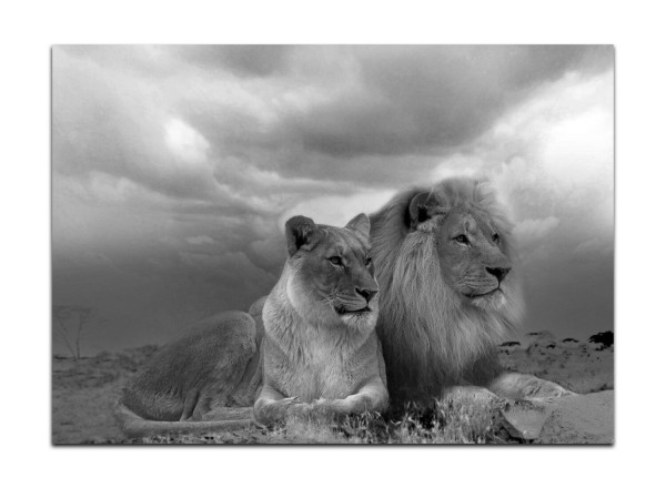 Leinwandbild Wandbild Afrika Safari Löwen