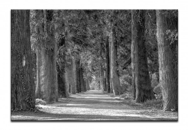 Leinwandbild Wandbild Wald Bäume Schwarzweiß