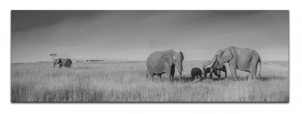 Leinwandbild Wandbild Panorama Afrika Safari Elefanten Schwarzweiß