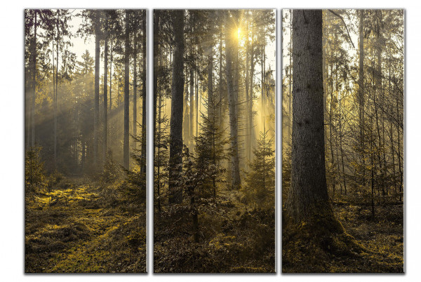 Leinwandbild Wandbild Mehrteilig Bäume Wald Sonnenstrahlen Landschaft
