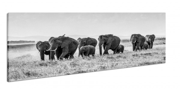 Leinwandbild Wandbild Panorama Afrika Safari Elefanten Schwarzweiß