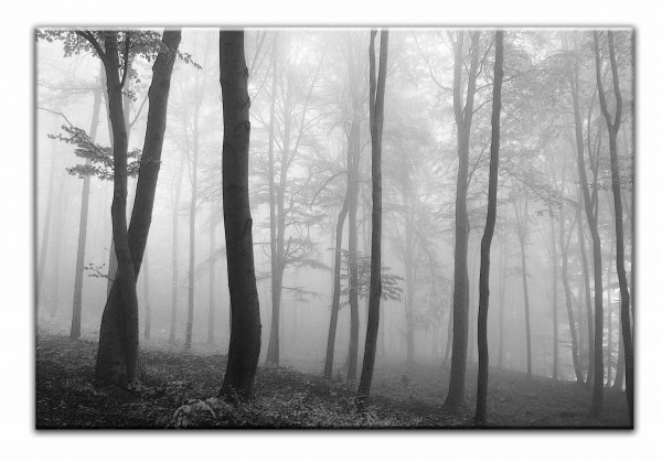 Leinwandbild Wandbild Herbst Wald Bäume Nebel Natur