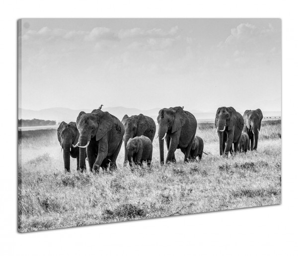 Leinwandbild Wandbild Afrika Safari Elefanten Landschaften Schwarzweiß